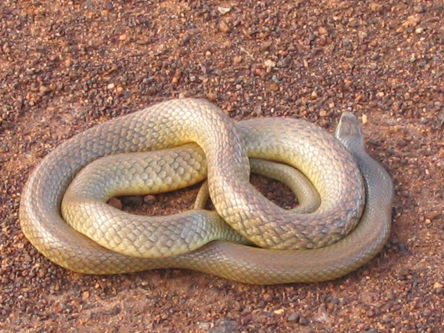 snake