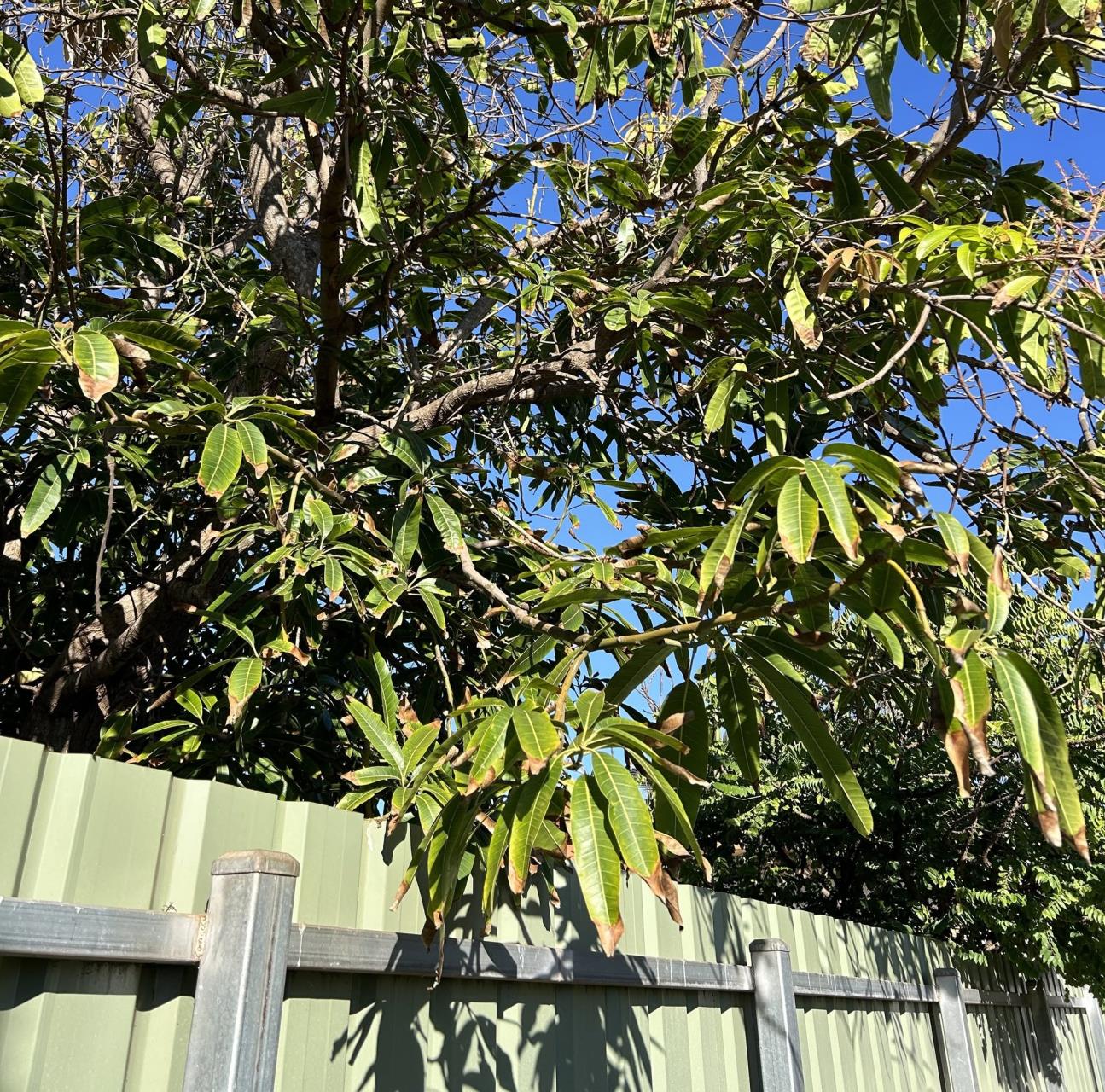 Free green waste collection returns this September