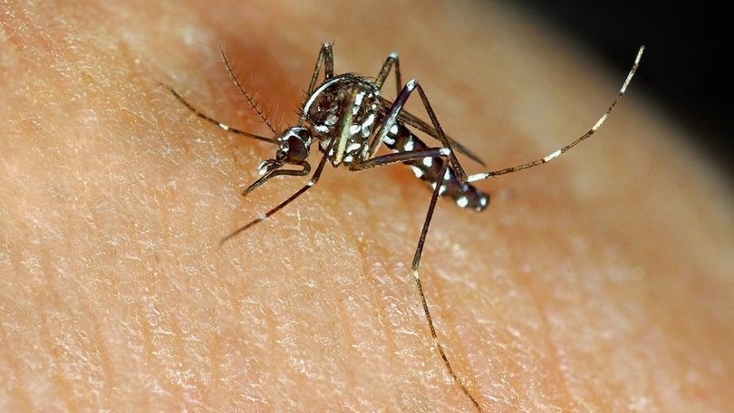 WA community warned to protect against mosquito bites following fatality