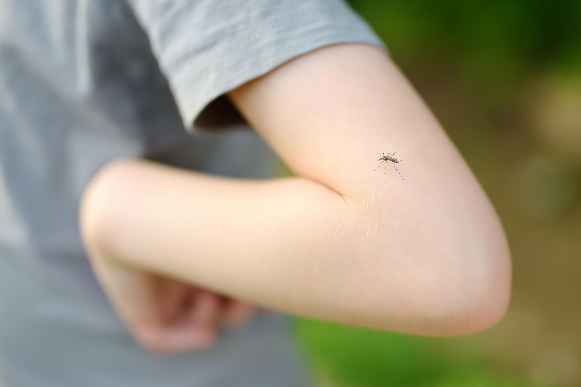 Free mosquito control sachets for Hedland residents