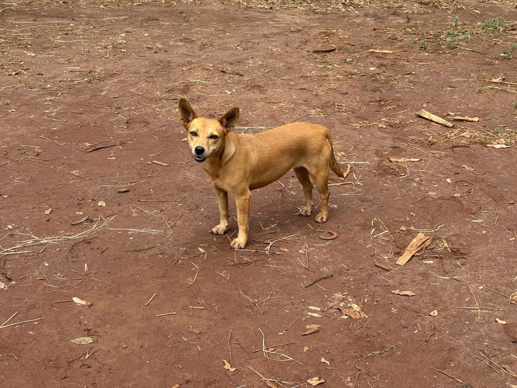 Surge in wandering dogs