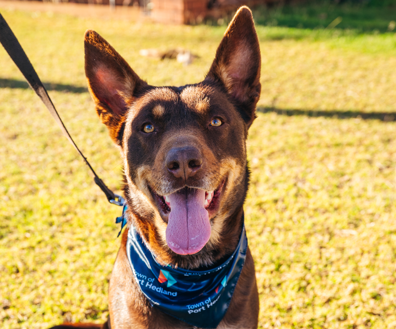 Take the lead and be a responsible dog owner