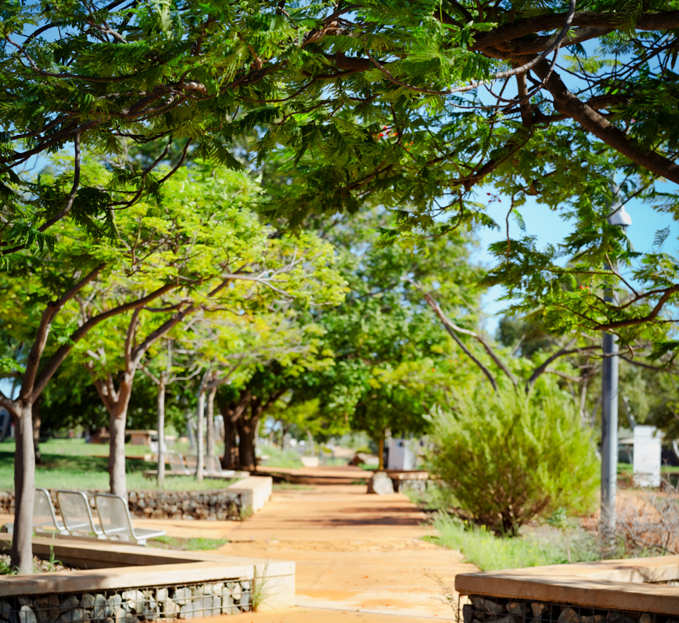 Tree replenishment efforts ramp up after Tropical Cyclone Zelia