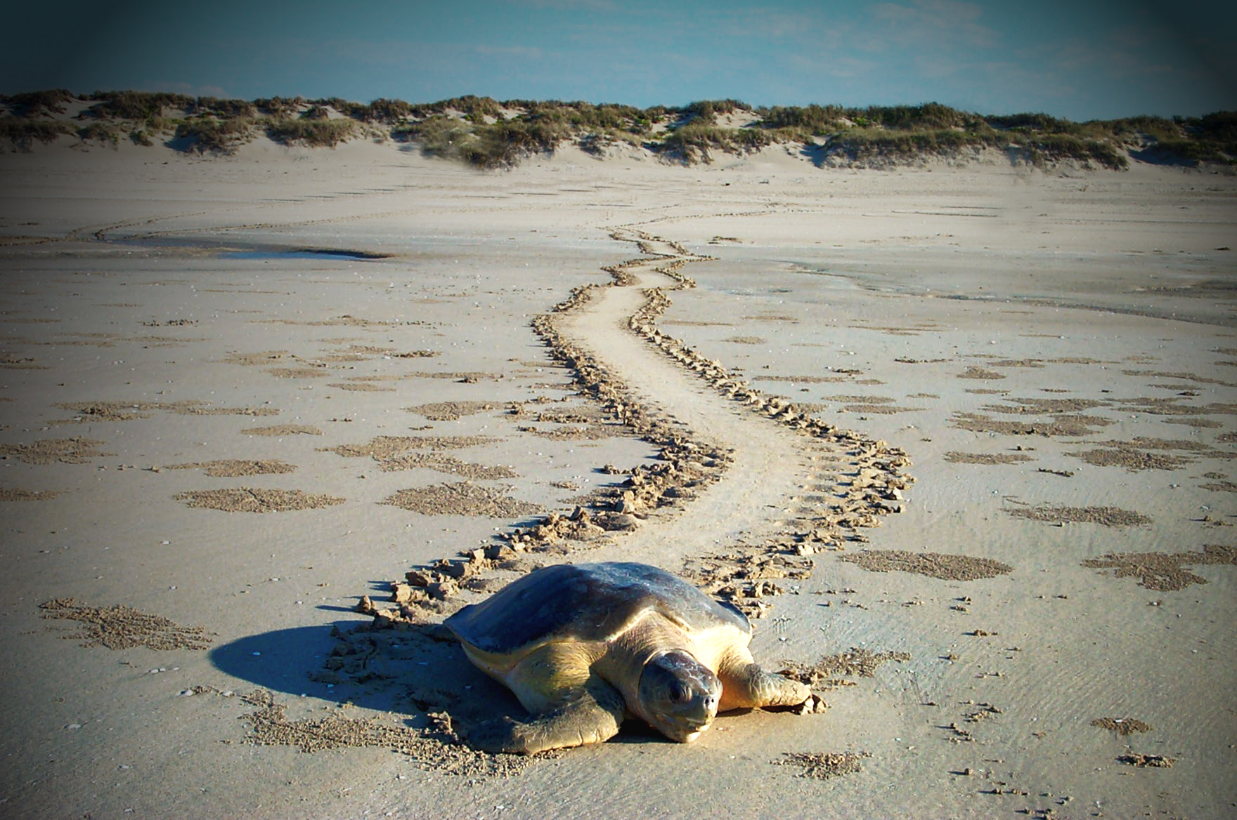 Turtle season arrives in Port Hedland with first nesting sites confirmed