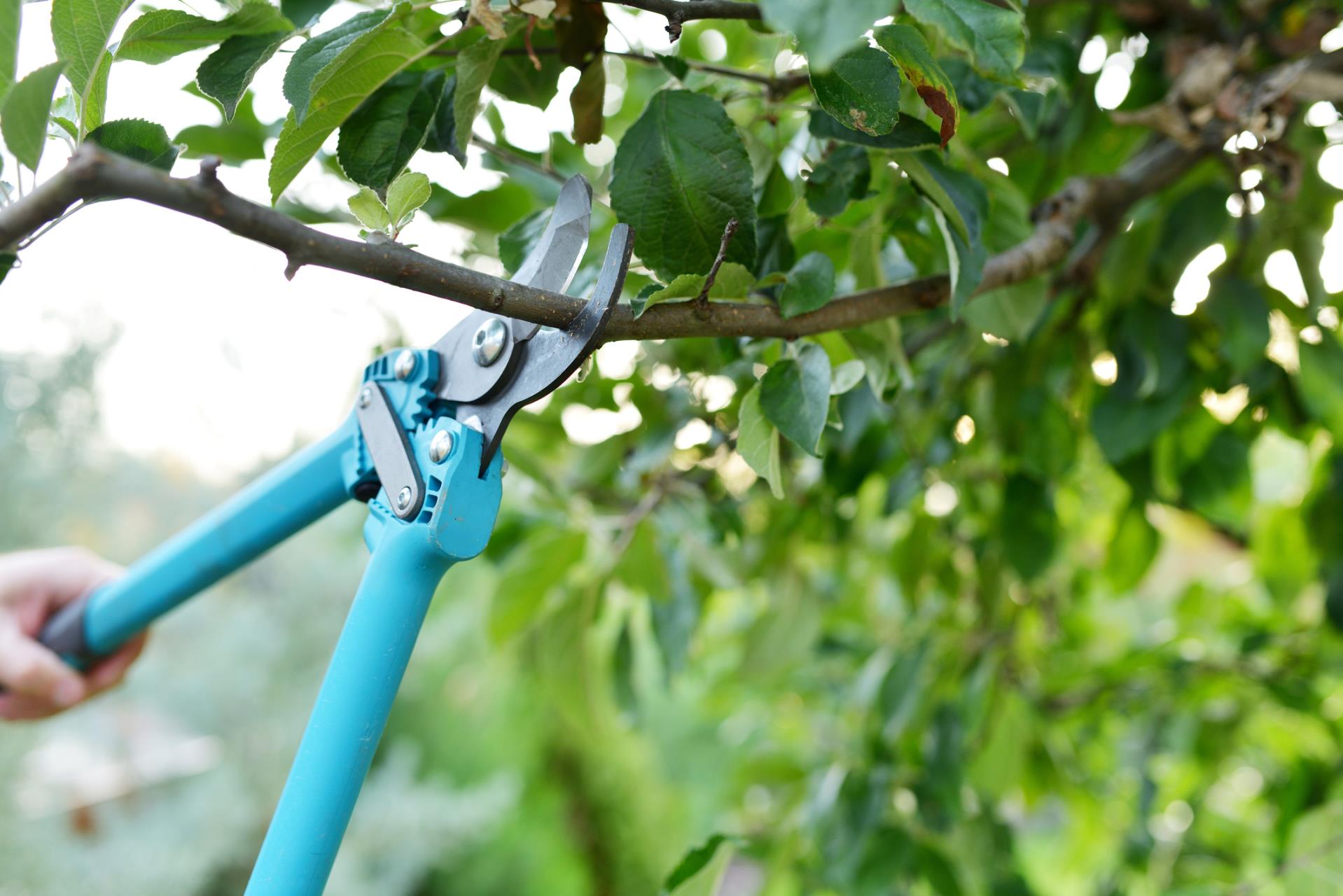 Upcoming tree pruning in public spaces for a safer cyclone season